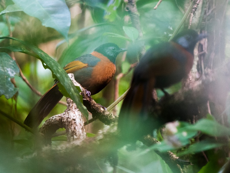 Birds of South East Asia