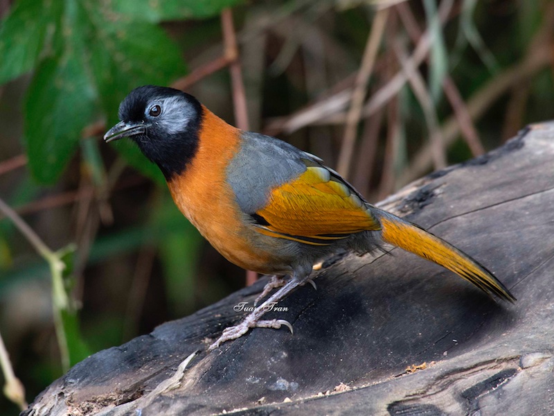 Birds of South East Asia