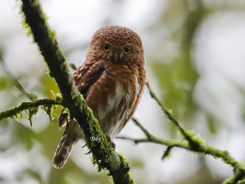 Birds of South East Asia