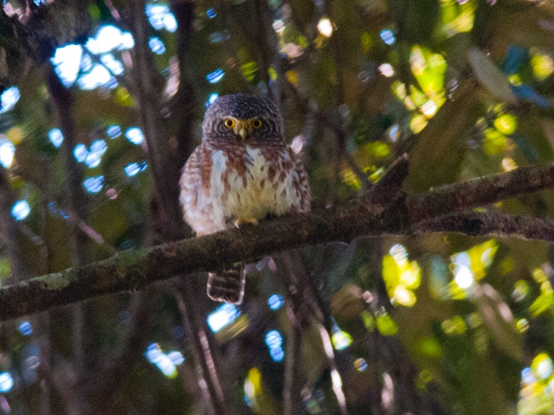 Birds of South East Asia