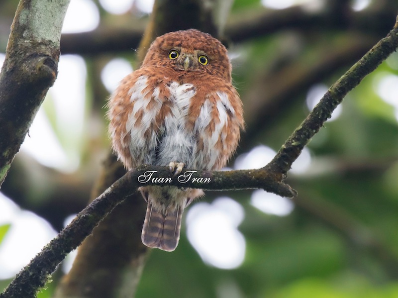 Birds of South East Asia