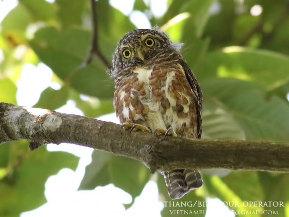 Birds of South East Asia
