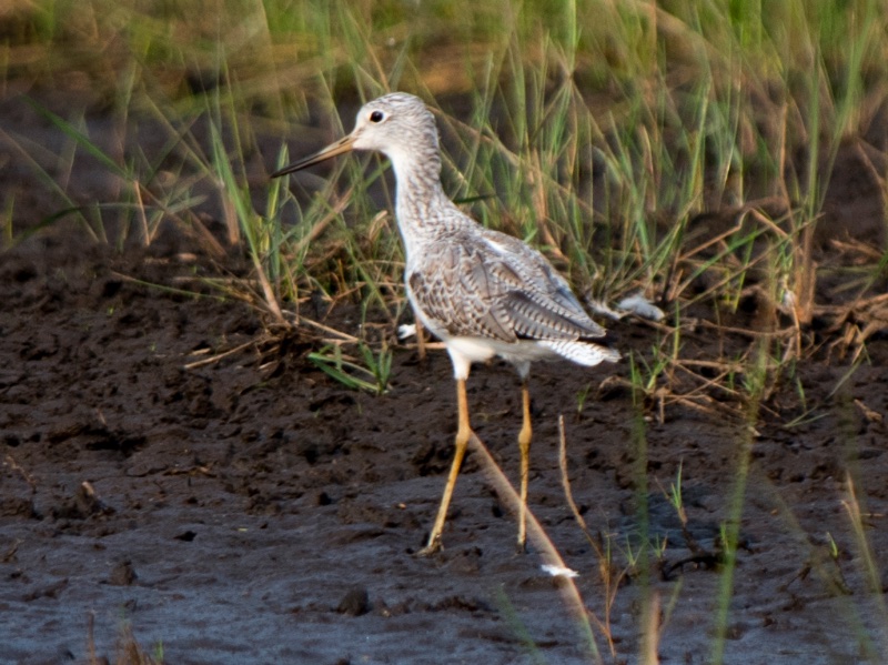 Birds of South East Asia
