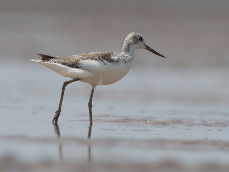 Birds of South East Asia