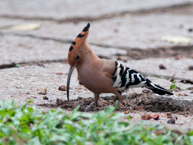 Birds of South East Asia