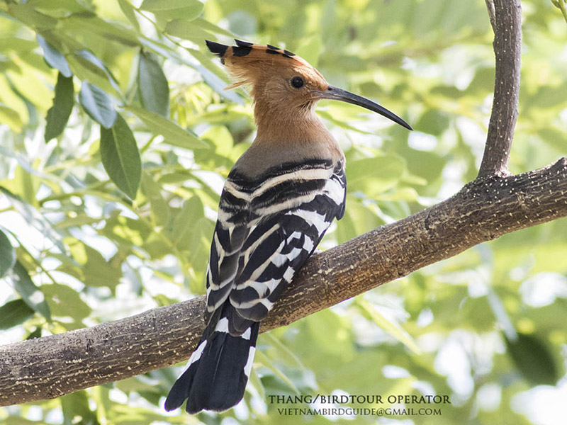 Birds of South East Asia