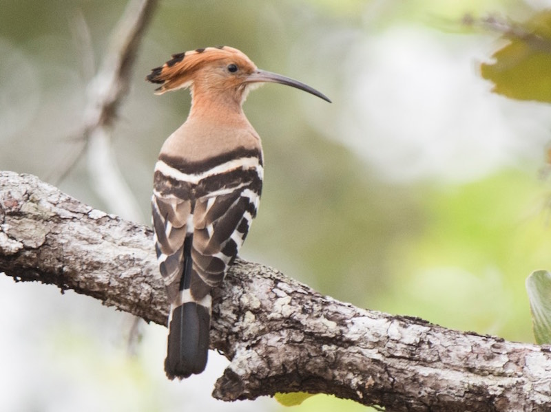 Birds of South East Asia
