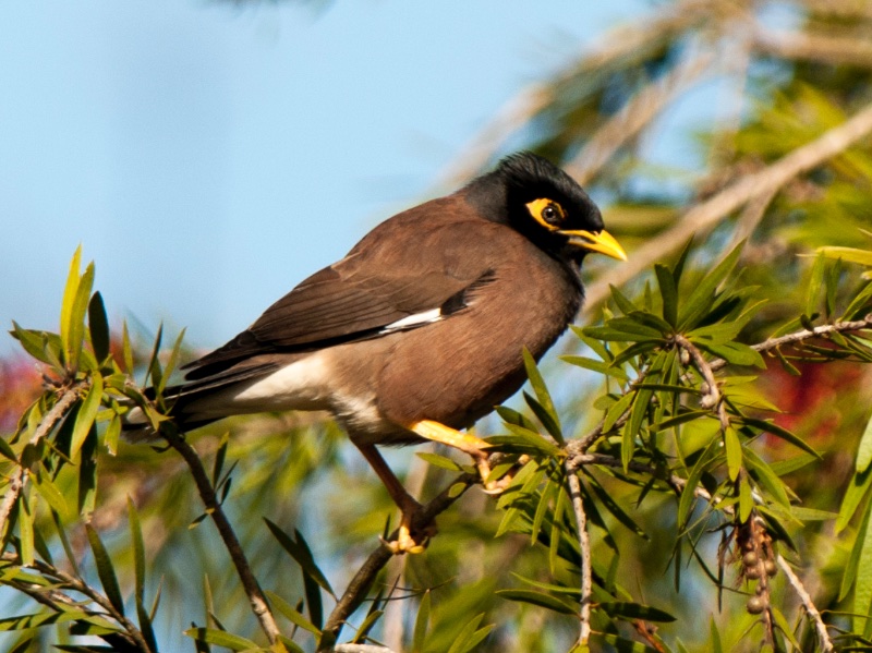 Birds of South East Asia
