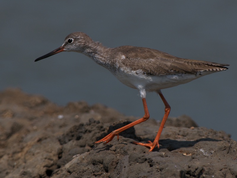 Birds of South East Asia