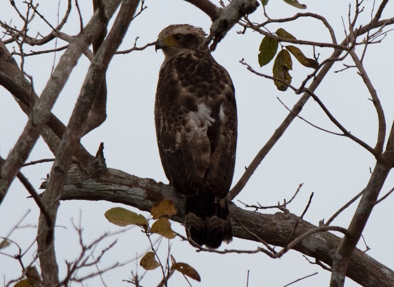 Birds of South East Asia
