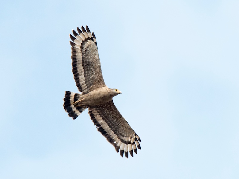 Birds of South East Asia