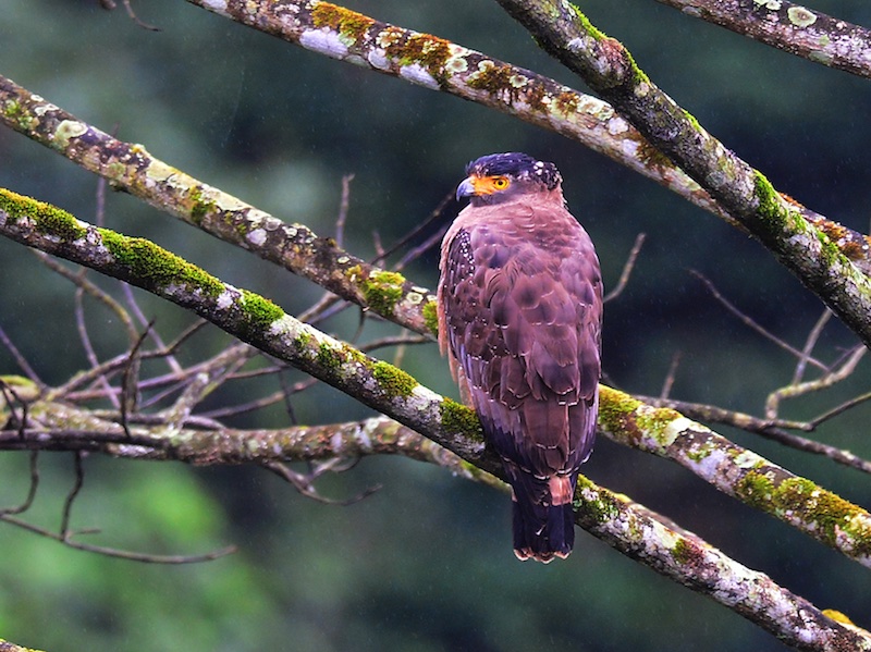 Birds of South East Asia
