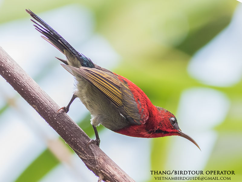 Birds of South East Asia