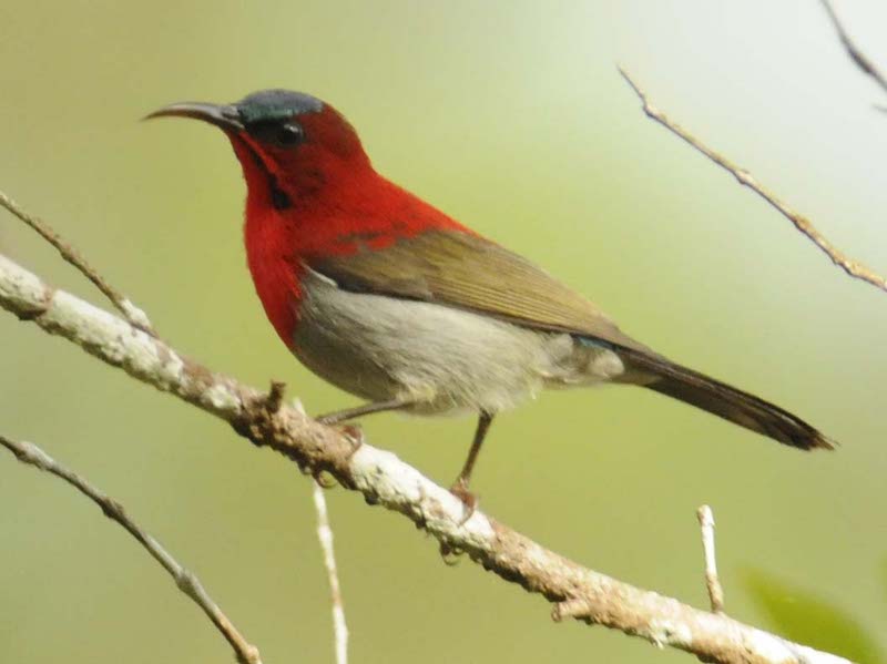 Birds of South East Asia