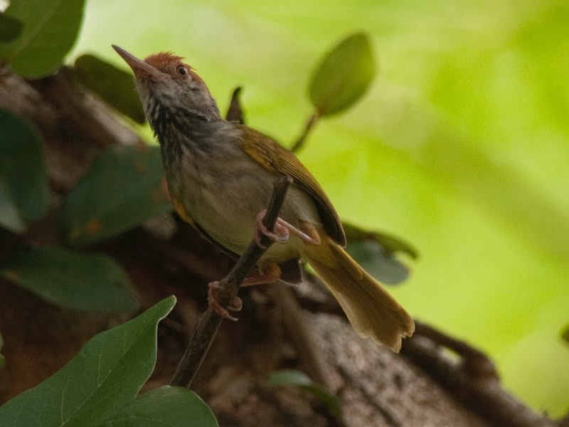Birds of South East Asia