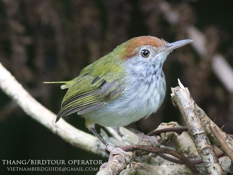Birds of South East Asia