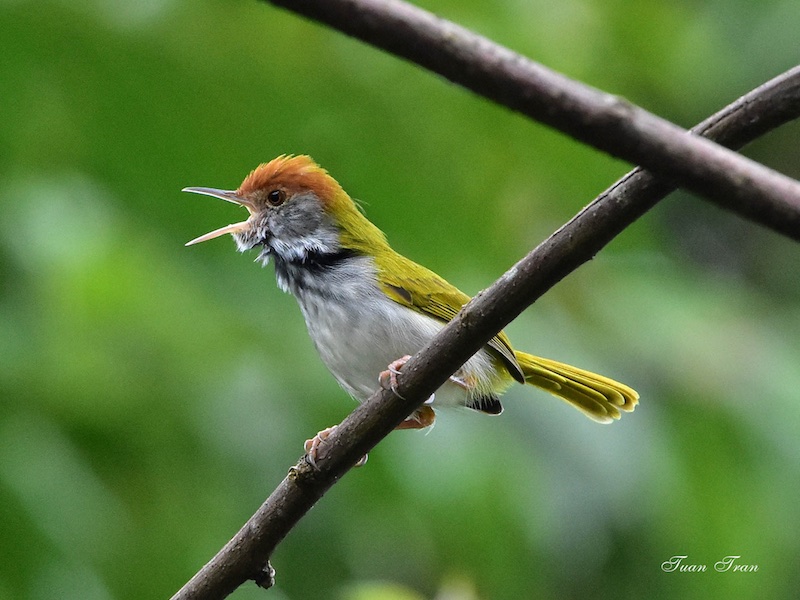 Birds of South East Asia