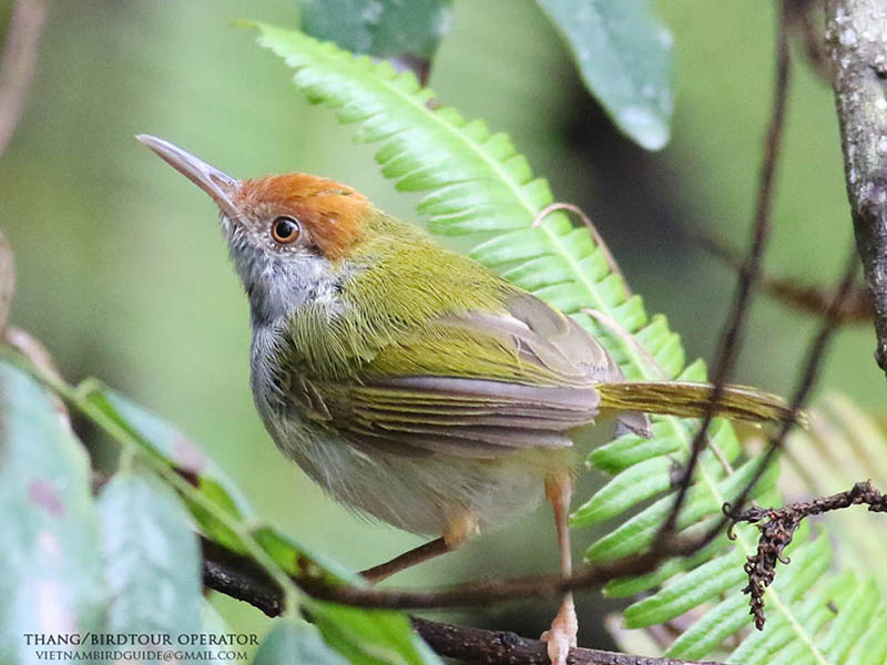 Birds of South East Asia