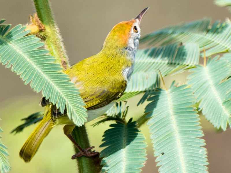 Birds of South East Asia