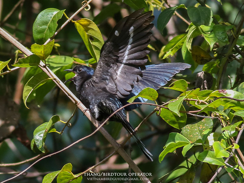 Birds of South East Asia