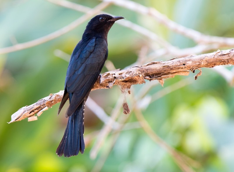 Birds of South East Asia