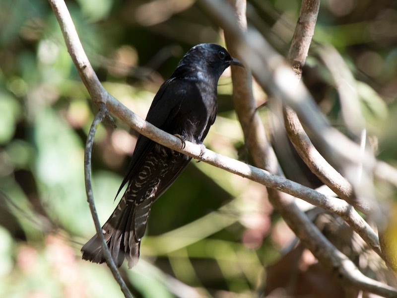 Birds of South East Asia