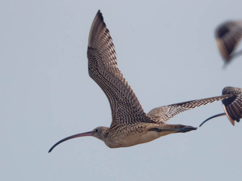 Birds of South East Asia