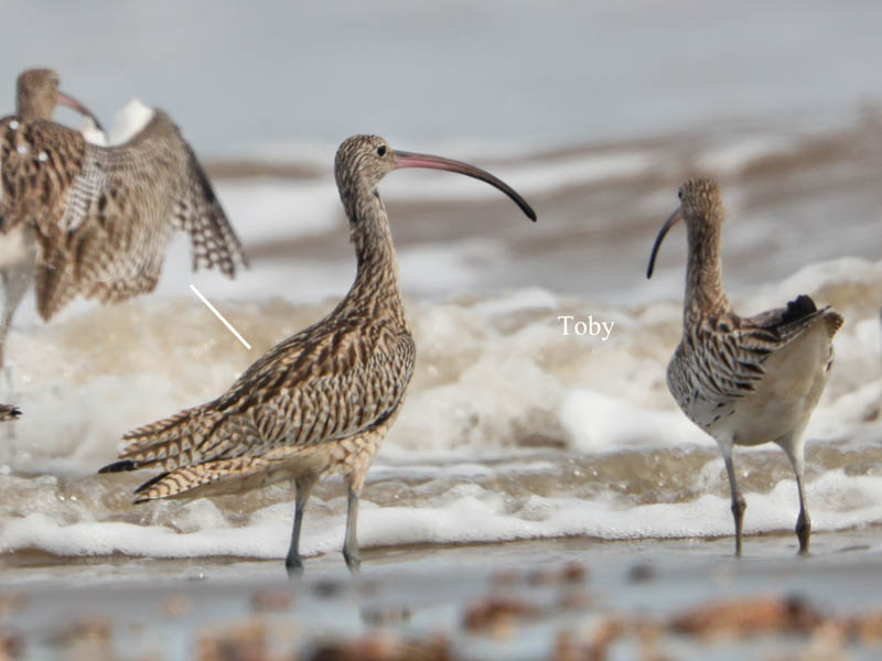 Birds of South East Asia