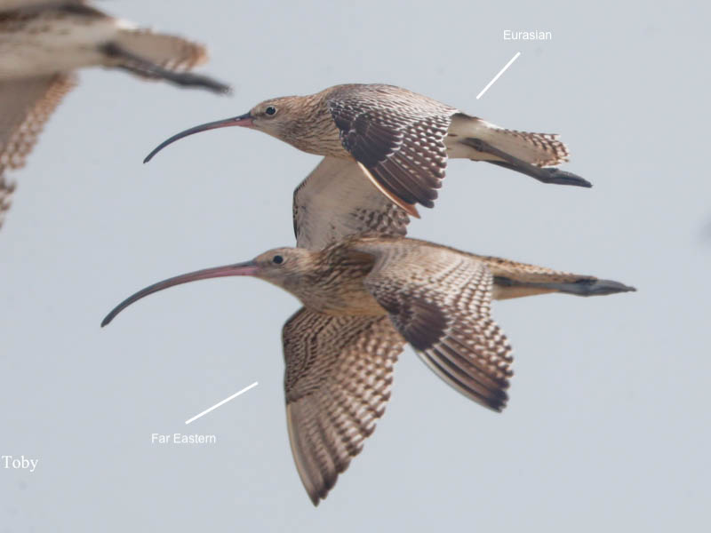 Birds of South East Asia