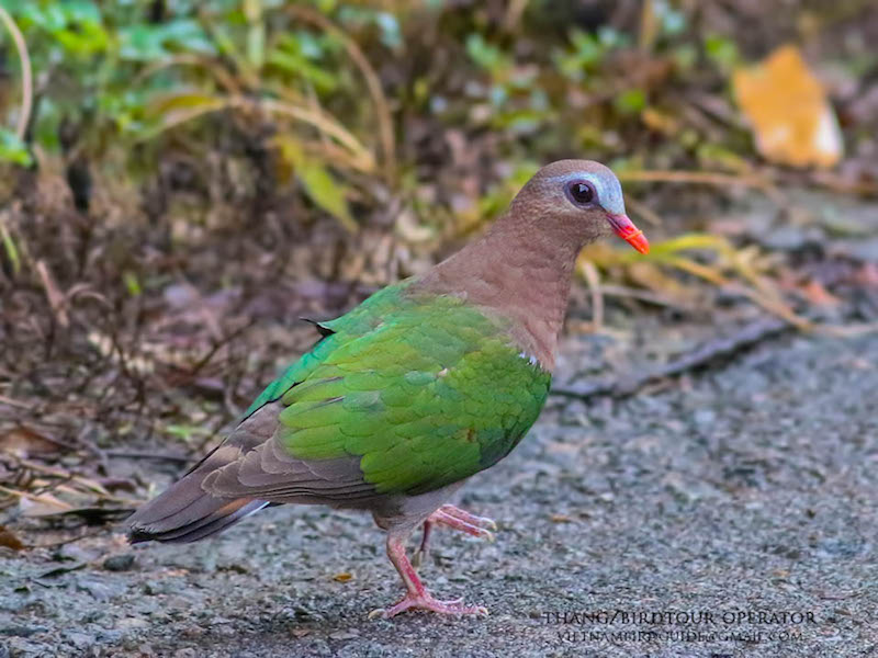 Birds of South East Asia