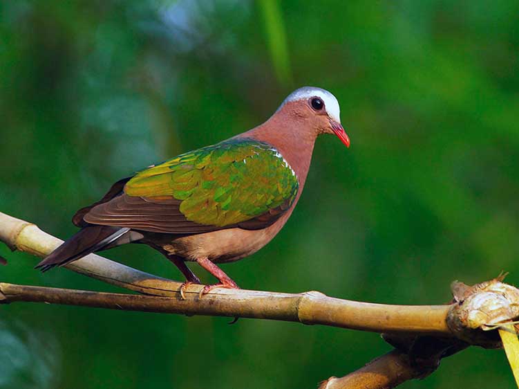 Birds of South East Asia