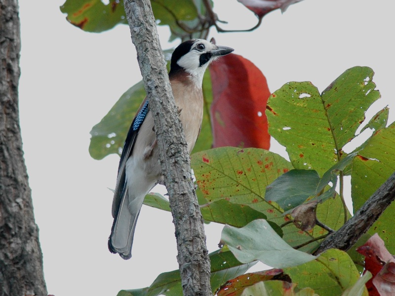 Birds of South East Asia