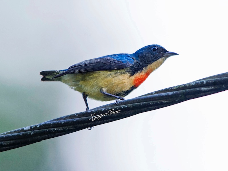 Birds of South East Asia