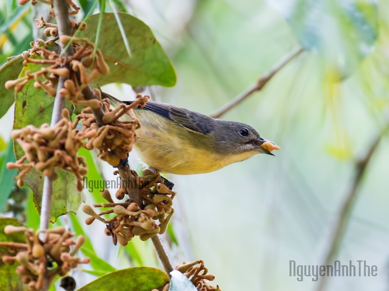 Birds of South East Asia