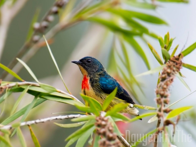 Birds of South East Asia