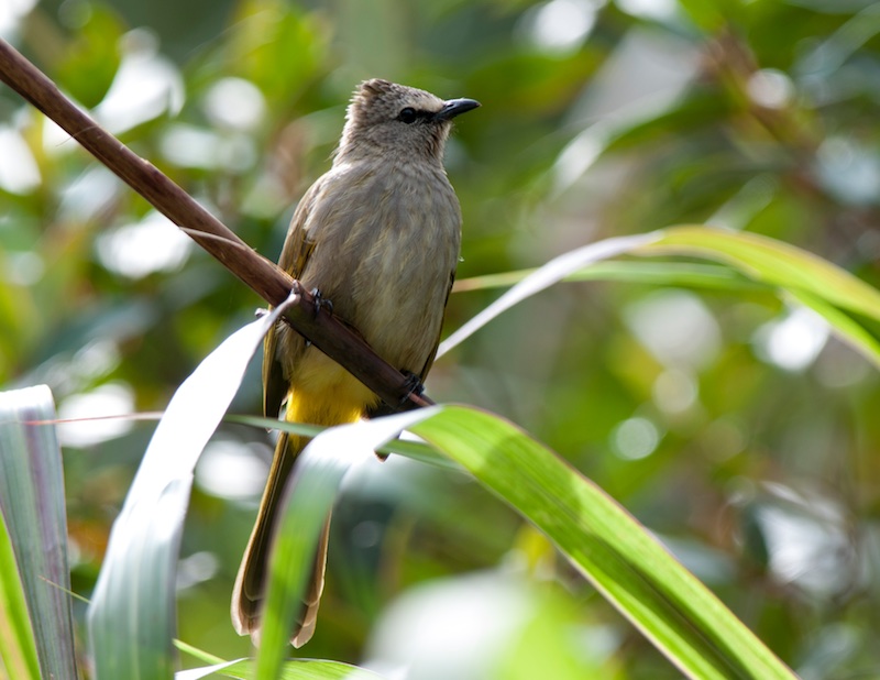 Birds of South East Asia