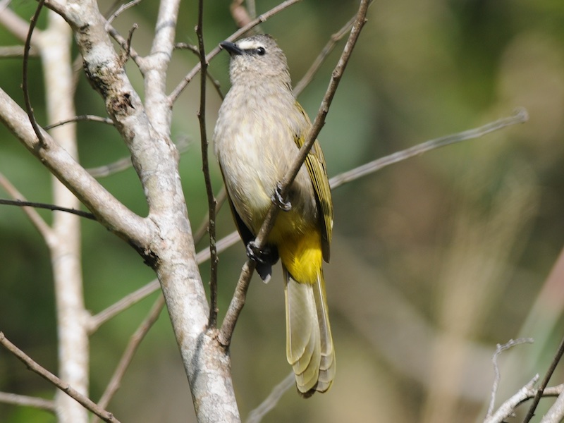 Birds of South East Asia