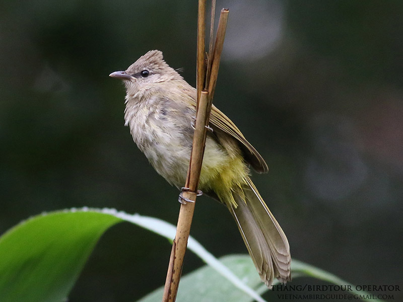 Birds of South East Asia