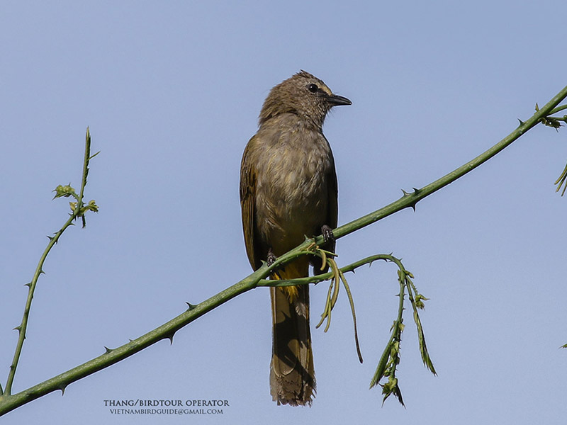 Birds of South East Asia