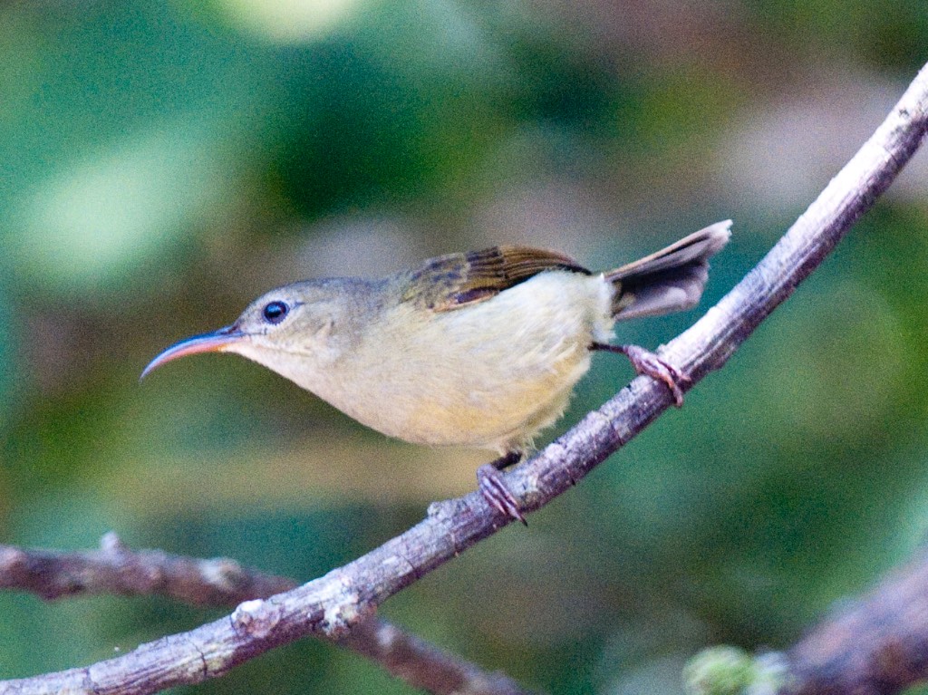 Birds of South East Asia