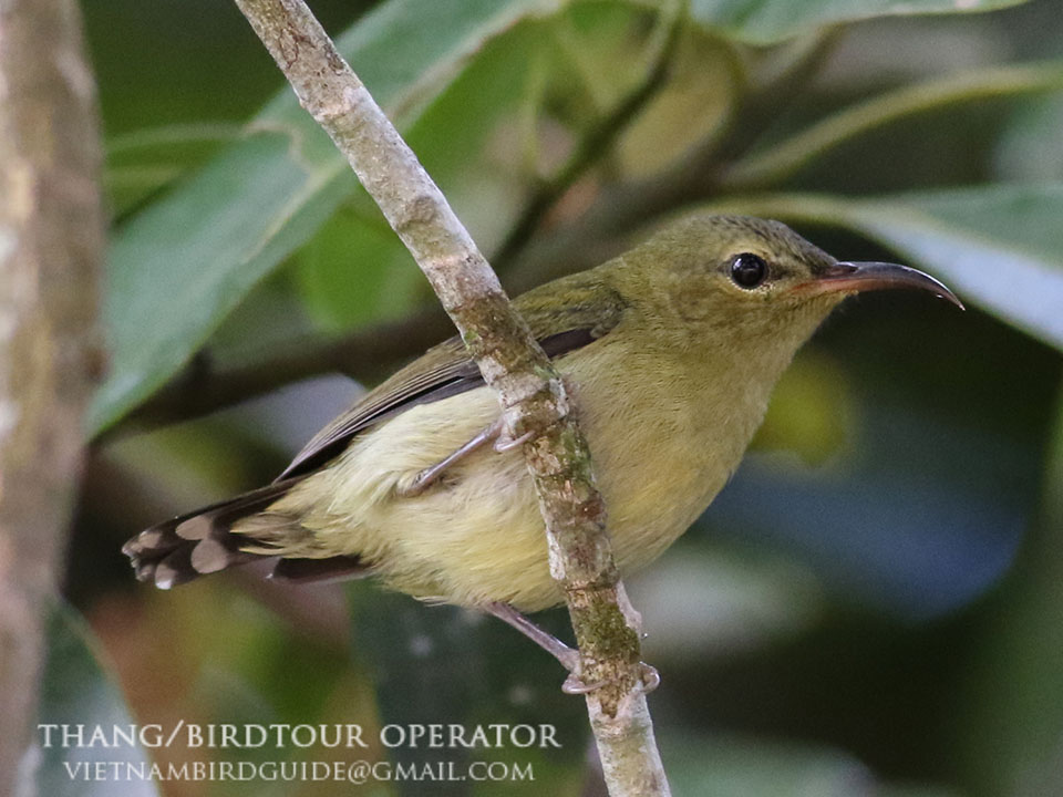 Birds of South East Asia