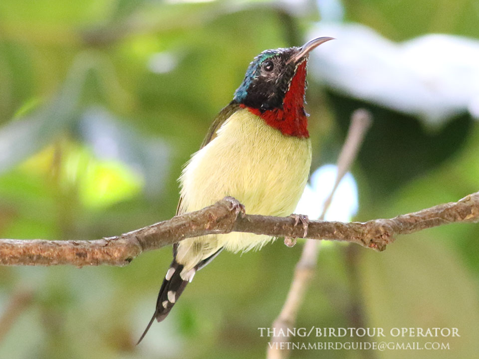 Birds of South East Asia