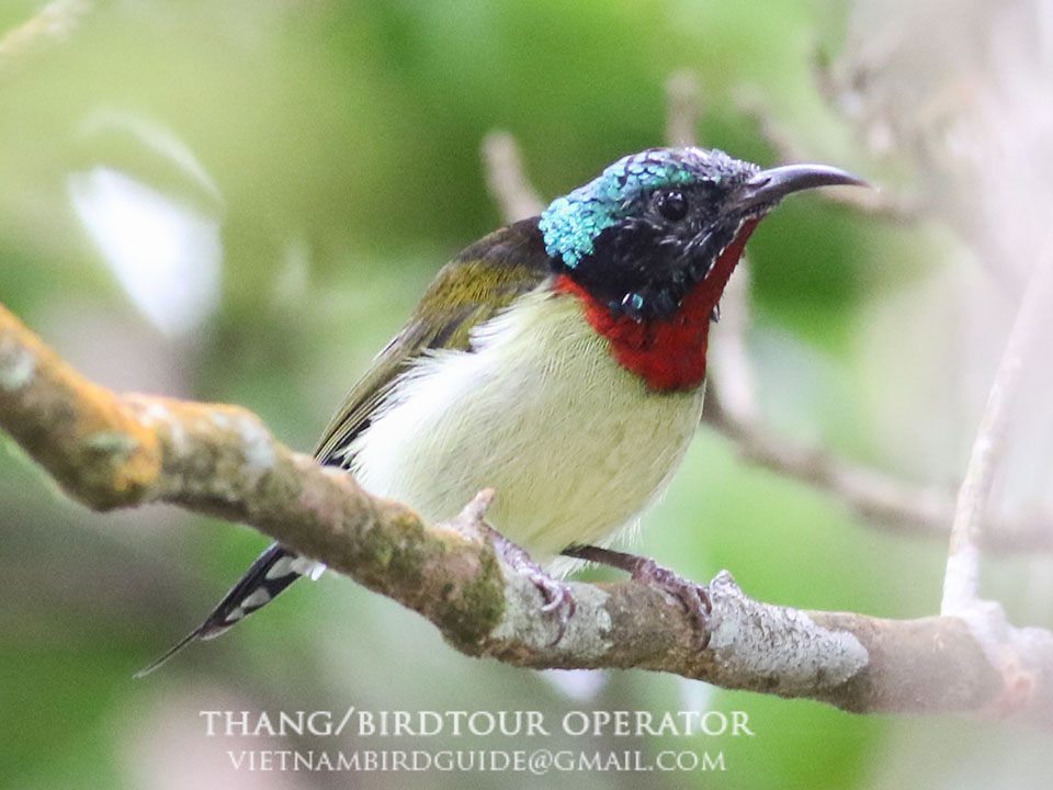 Birds of South East Asia