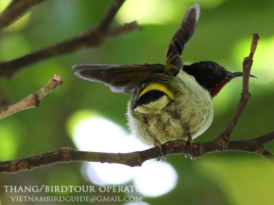 Birds of South East Asia