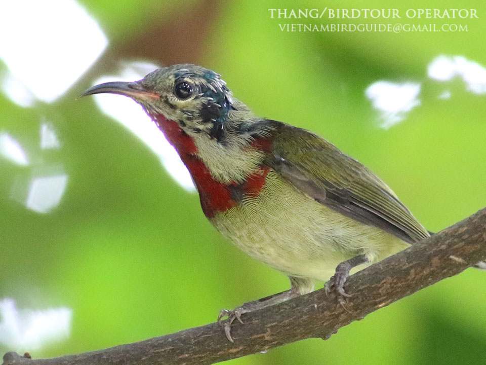 Birds of South East Asia