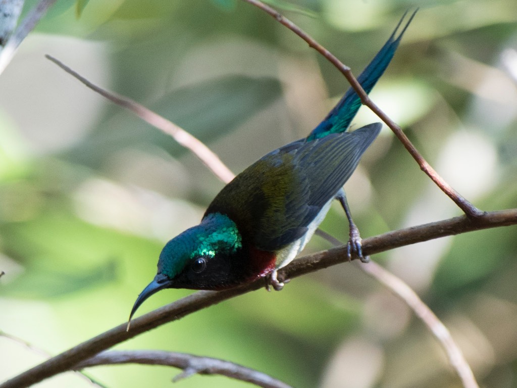 Birds of South East Asia