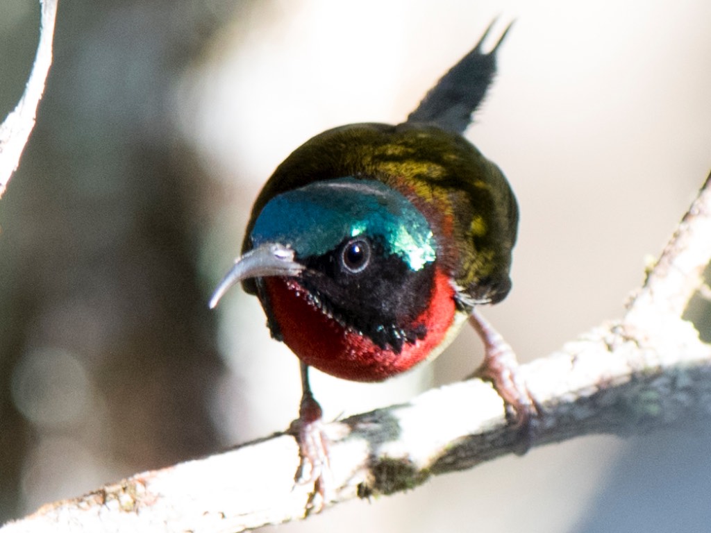 Birds of South East Asia