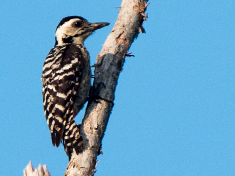 Birds of South East Asia
