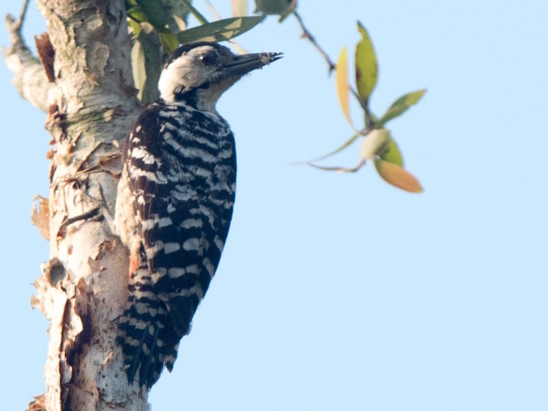 Birds of South East Asia