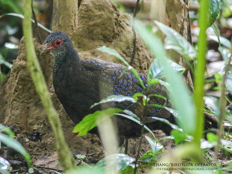 Birds of South East Asia